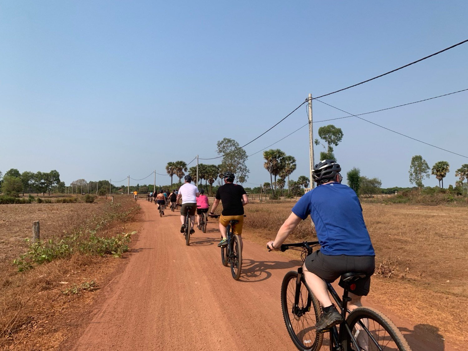 Rice paddies and palms in the countryside outside Siem Reap